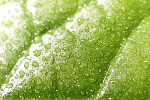 The surface of a tangerine leaf is covered with drops of water Foto stock