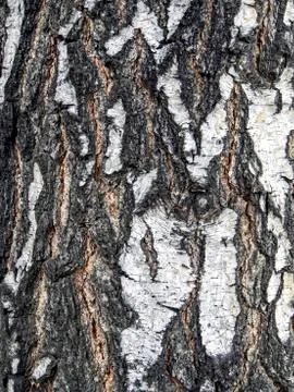 Surface texture of the bark of an old birch tree, close-up Stock Photos