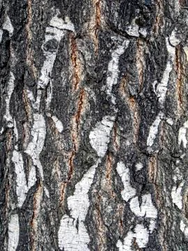 Surface texture of the bark of an old birch tree, close-up Stock Photos