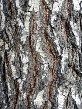 Surface texture of the bark of an old birch tree, close-up Stock Photos
