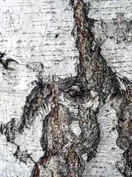 Surface texture of the bark of an old birch tree, close-up Stock Photos