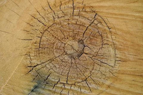 Surface texture of a cuted tree trunk Stock Photos