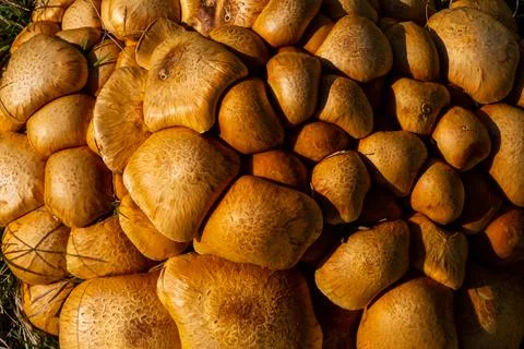 Surface texture of group of fresh mushrooms Stock Photos