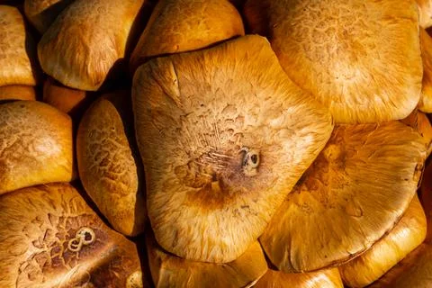 Surface texture of group of fresh mushrooms stacked Stock Photos