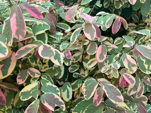 Surface texture of leaves and flowers in a park Stock Photos