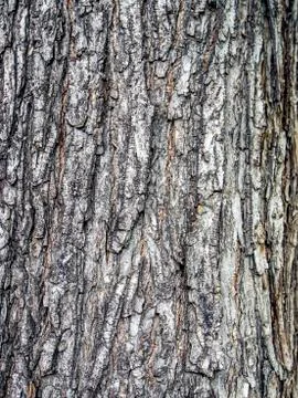 Surface texture of Linden tree bark, macro Stock Photos