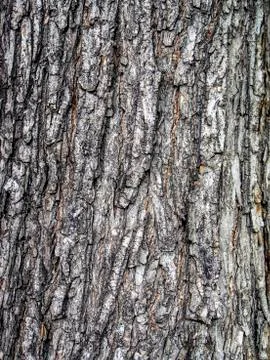 Surface texture of Linden tree bark, macro Stock Photos