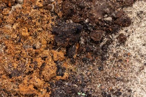 Surface texture of a mixture of sand and earth, close-up. Stock Photos