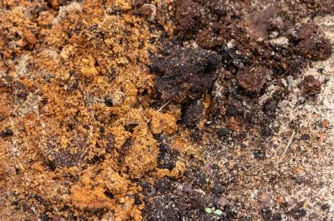 Surface texture of a mixture of sand and earth, close-up. Stock Photos