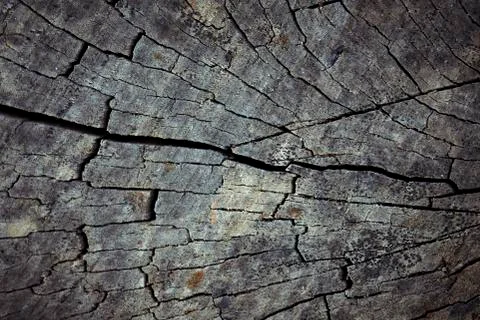 The surface texture of the old stump Stock Photos