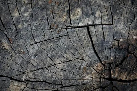 The surface texture of the old stump Stock Photos
