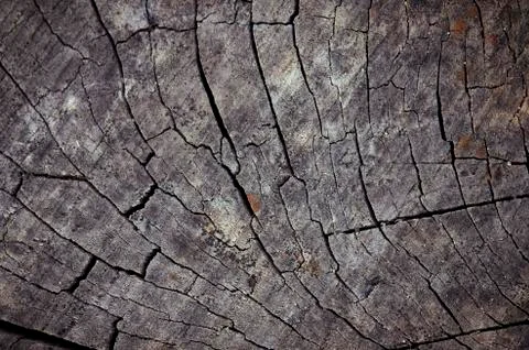 The surface texture of the old stump Stock Photos