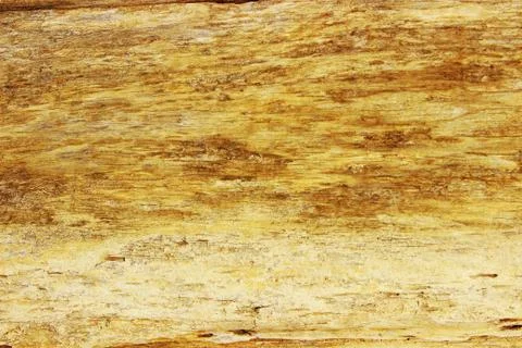 The surface texture of the old tree without bark Foto stock