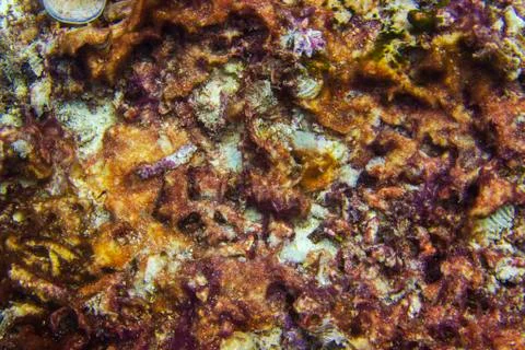 The surface texture of the reef Stock Photos