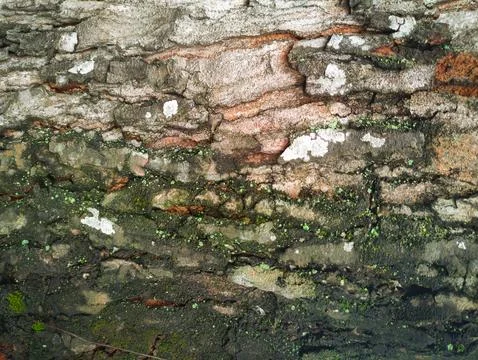 Surface texture of tree with small plants on it Stock Photos