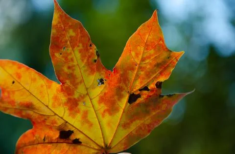 Surface texture of yellow, orange, red maple leaf on green blurred background. Stock Photos