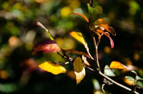Surface texture of yellow, red and burgundy leaves on green, orange. Stock Photos