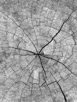 Surface of timber background Stock Photos