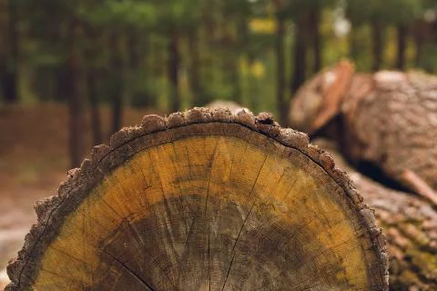 Surface of timber log section in the wood Stock Photos