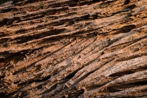 Surface of tree bark background. Stock Photos