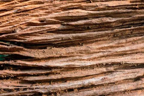 Surface of tree bark background. Stock Photos