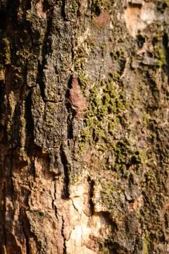 Surface tree bark with green moss background. Stock Photos
