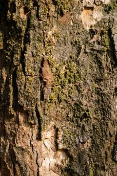 Surface tree bark with green moss background. Stock Photos