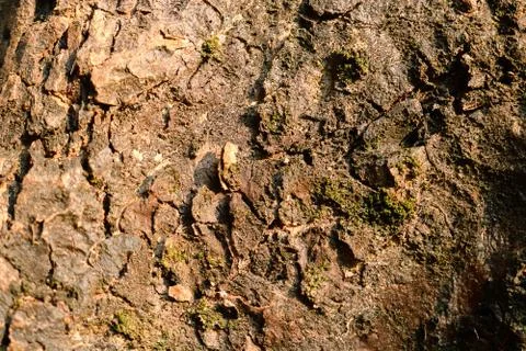 Surface tree bark with green moss background. Foto stock