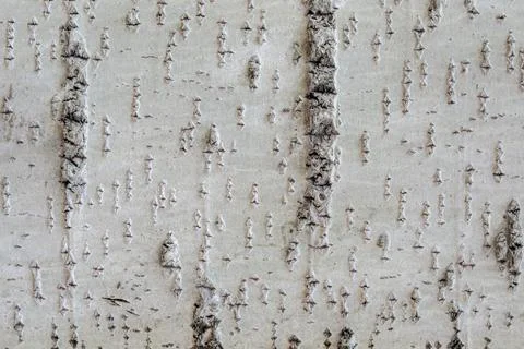 Surface of the tree bark. Stock Photos