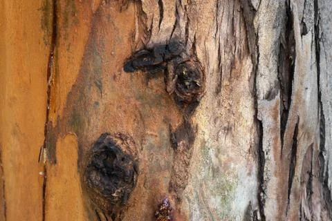 Surface of tree Stock Photos