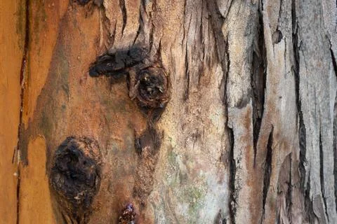 Surface of tree Stock Photos