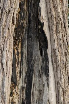 The surface of the tree with signs of burns Stock Photos