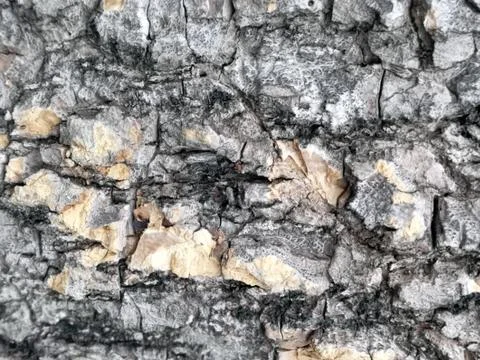 The surface of the tree. -texture, abstract, background Foto stock