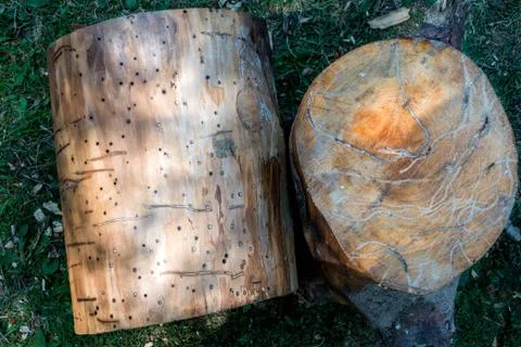 The surface of the tree trunk cleared of bark and sawed off such a tree damag Stock Photos