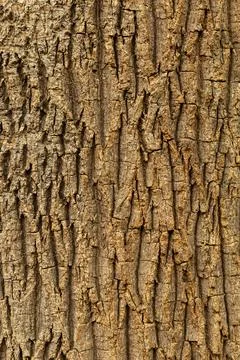 The surface of a tree trunk is shown, highlighting the texture and pattern of 스톡 사진