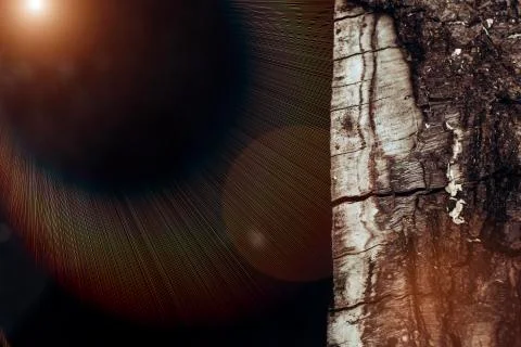 The surface of the tree trunk. Textured bark with large grooves. Copypast Stock-Fotos