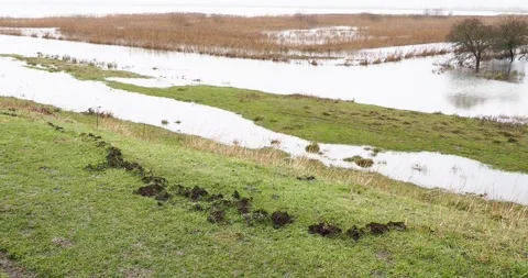 A surface tunnel left by a burrowing Mole on an embankment at the Nene Washes Stock Footage 286212145