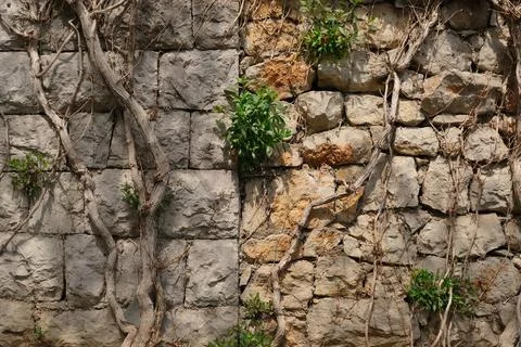 Surface of wall of large light stones and dry dead and living plants Stock Photos