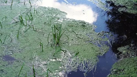 Surface of water with algae. Video stock 77029381