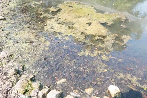 Surface of water with algae growth and sky reflection at edge of pond Stock Photos