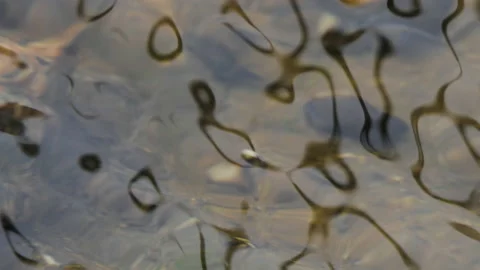 Surface Water Background in Forest River or Lake. Calm Relaxing Background. R Stock Footage 134793031