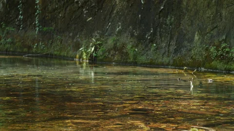 Surface water background in forest river. Rock wall behind the water stream Stock Footage 204865605