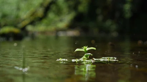 Surface water background in forest river with single plant. Calm relaxing Stock Footage 204865758