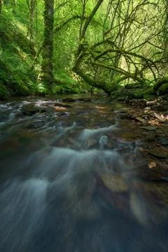 Surface water layer after a dry summer in the forests Stock Photos