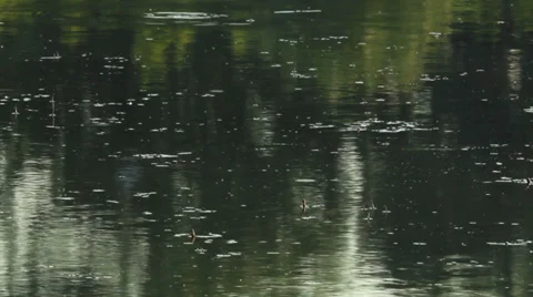 Surface of the water in the pond Stock Footage 39567648