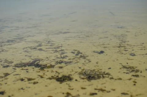 Surface of the water at the pond Foto stock
