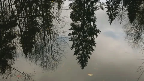 On the surface of the water in the pond, the trees and the sky are reflected Stock Footage 154894084