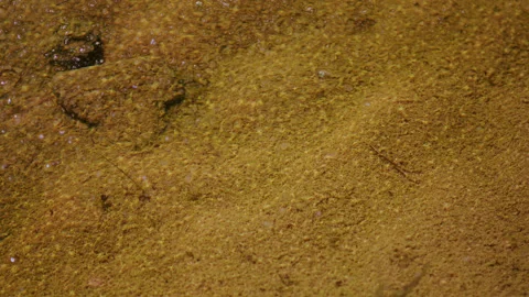 Surface water pool with bacterial microbial elements, algae and biofilm. Stock Footage 254929803