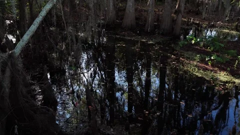 On the surface of the water, the reflection of a cluster of trees creates an Vídeos de archivo 330992586