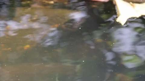 Surface of water. Ripples, glare, reflections Stock Footage 78556686